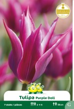 images/productimages/small/zn779.jpg
