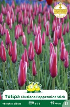 images/productimages/small/zn784w.jpg