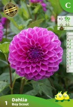 images/productimages/small/zv150.jpg