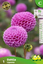 images/productimages/small/zv164.jpg