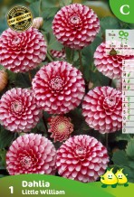 ZAKJES POMPON DAHLIA LITTLE WILLIAM