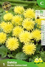 ZAKJES DAHLIA CACTUS JAUNE (50CM)