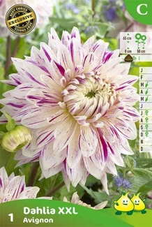 images/productimages/small/zv213.jpg