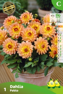 ZAKJES DAHLIA GALLERY PABLO