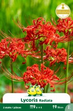 SACHET LYCORIS RADIATA
