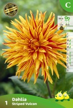 SACHET CACTUS DAHLIA STRIPED VULCAN