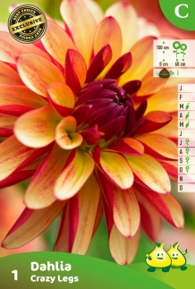 images/productimages/small/zv516.jpg