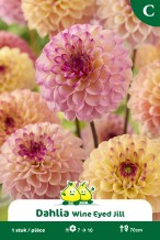 ZAKJES POMPON DAHLIA WINE EYED JILL