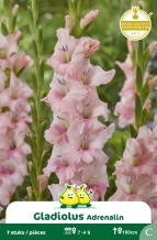 SACHET GLAIEULS ADRENALIN