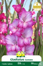 SACHET GLAIEULS CANTATE