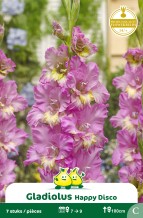 ZAKJES GLADIOLEN HAPPY DISCO