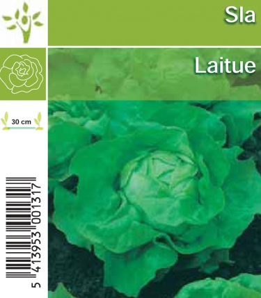 Laitue verte   (tray 8*6)