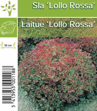 Laitue Lollo Rossa (tray 8*6)
