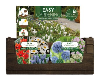 12 TRAY HAPPY BEE & BUTTERFLY (2*6)