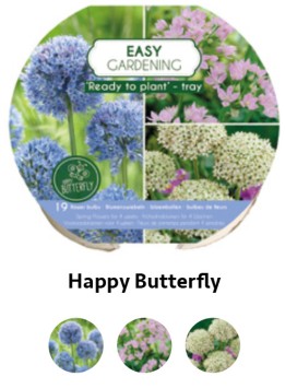 12 TRAY HAPPY BEE & BUTTERFLY (2*6)
