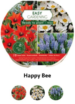 12 TRAY HAPPY BEE & BUTTERFLY (2*6)