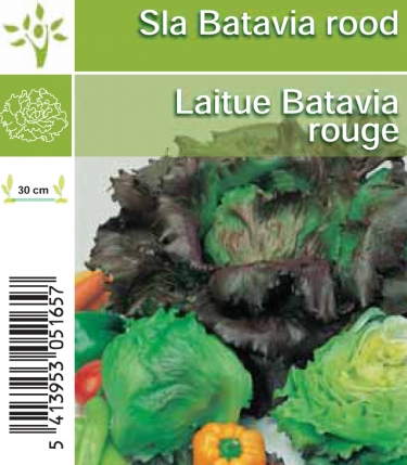 sla Batavia rood per tray(8 6)