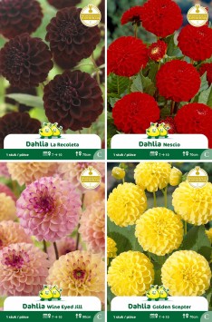 assortiment zakjes Dahlia