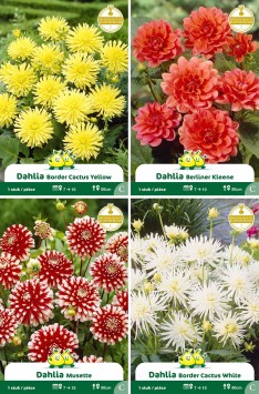 assortiment zakjes Dahlia