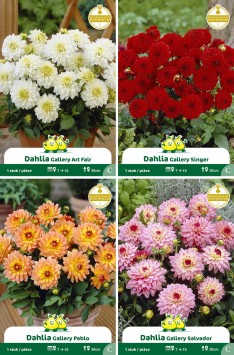 assortiment zakjes Dahlia