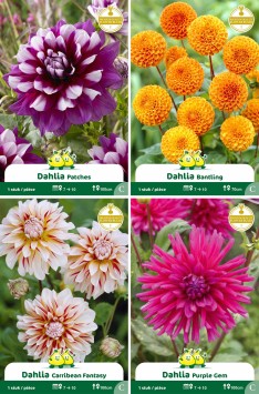 assortiment zakjes Dahlia