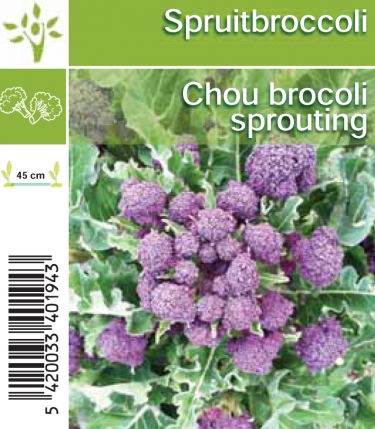 Winterbroccoli (spruitbroccoli) (per tray 8*6)