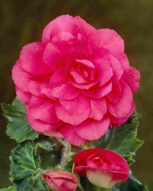Dubbel roze