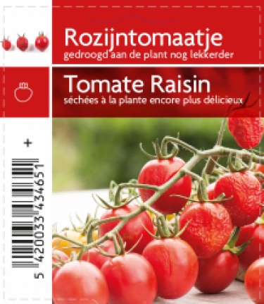 Tomate raisin (tray 12 pot)