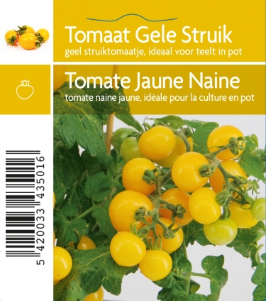 Tomate Jaune nain (tray 12 pot)