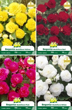 assortiment zakjes Begonia
