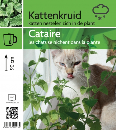 kattekruid (tray 15 pot)