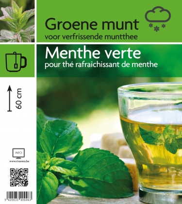Munt groene (tray 15 pot)