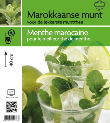 Munt marokkaanse (tray 15 pot)