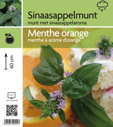 Menthe orange (tray 15 pot)