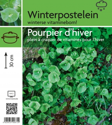 Winterpostelein (tray 15 pot)