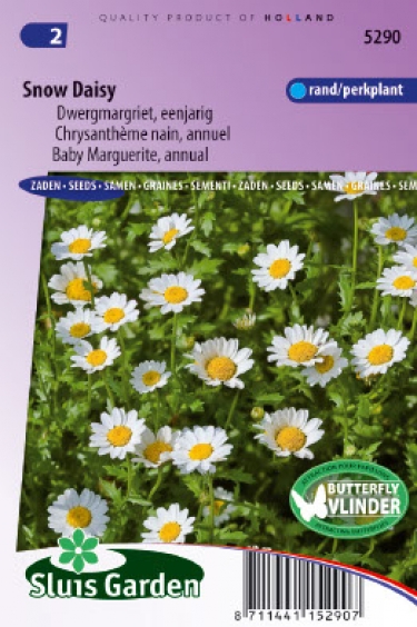Chrysanthemum paludosum Snow Daisy