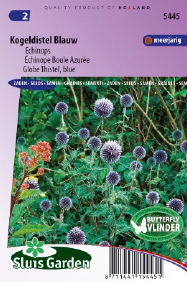 Echinops Ritro Kogeldistel Blauw