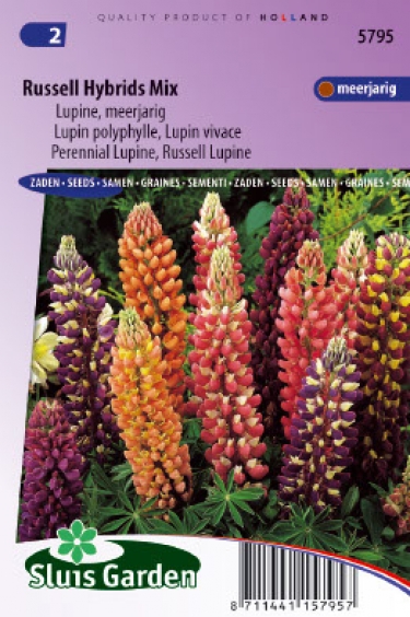 Lupinus polyphyllus Russell Hybrids mix