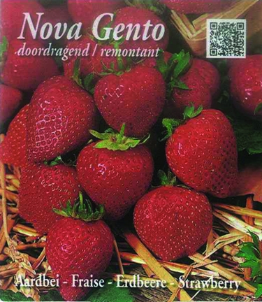 Nova Gento (tray 15 pot 10,5)
