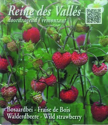 Reine des Vallés (tray 15 pot 10,5)