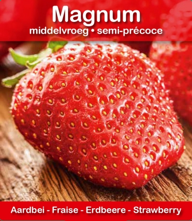 Magnum (tray 15 pot 10,5)