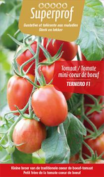 Tomate Mini-Coeur de boeuf (tray 8 pot) 
