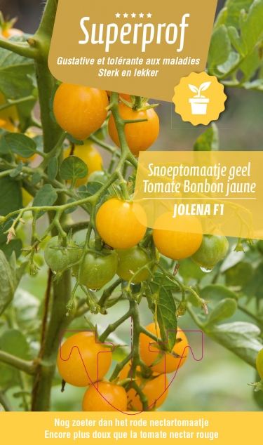 Tomate nectar Jaune  très sucré (tray 8 pot)