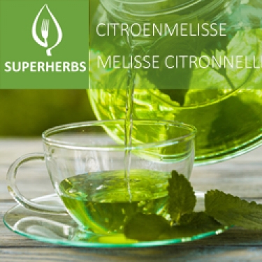 Citronnelle (tray 6 pot 14)