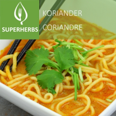 Coriandre (tray 6 pot 14)