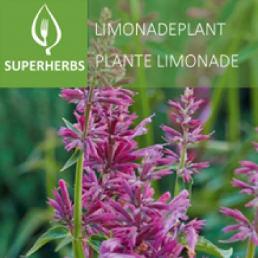 Plante limonade (tray 6 pot 14)