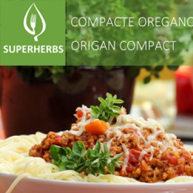 Origan compact (tray 6 pot 14)