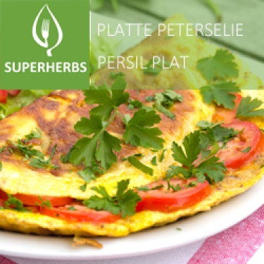 Peterselie franse, platte (tray 6 pot 14)