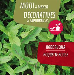 Roquette rouge (tray 6 pot 14)