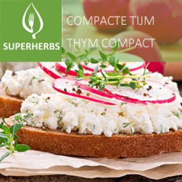 Thijm compacte (tray 6 pot 14)
